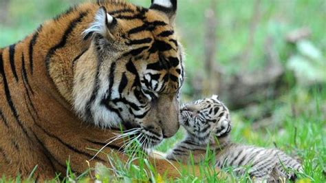 Sumatran Tiger Cubs Emerge From Their Den | UK News | Sky News