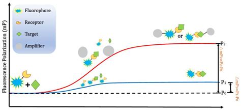 IJMS | Free Full-Text | Nanomaterials Used in Fluorescence Polarization ...