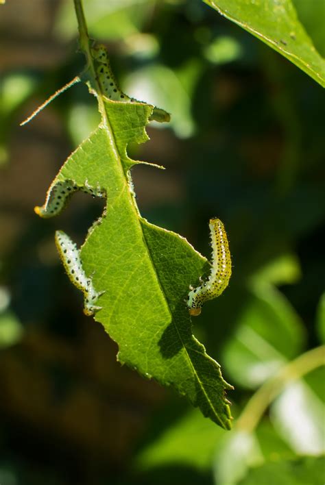 Filnore Woods Blog: Sawfly larvae