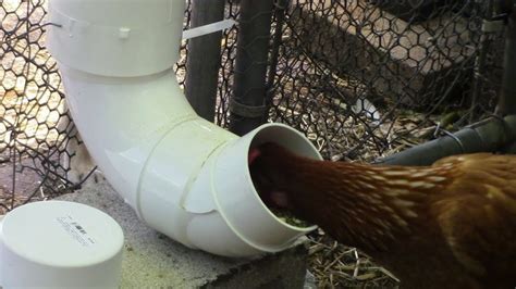 DIY Rodent Proof Chicken Feeders in 2023 | Chicken feeders, Chicken ...