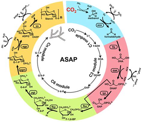 Cell-free chemoenzymatic starch synthesis from carbon dioxide | Science