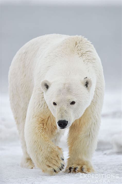 How big is a polar bear | What does a polar bear weigh | Polar bear size