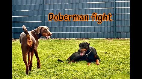 Doberman fight - YouTube