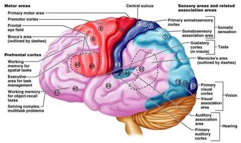 FUNCTIONAL AREAS OF CEREBRAL CORTEX - New