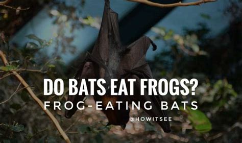 Do Bats eat frogs? About Frog-Eating Bats Explained