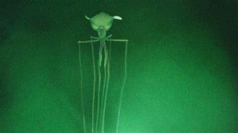 Bigfin Squid - Animal of the Week - YouTube