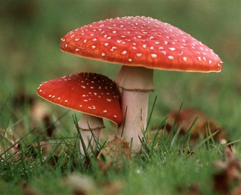 my life and times: mushrooms "fly agaric"