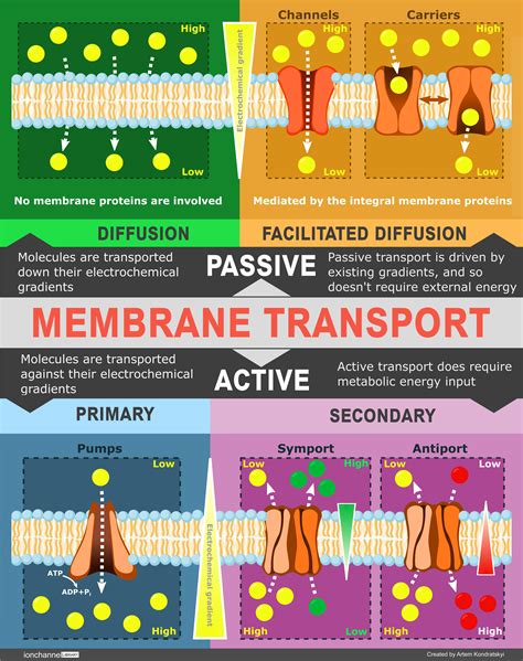 What Are The Types Of Membrane Transport - Transport Informations Lane