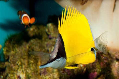 Yellow Reef Fish: 8 Species To Add To Your Aquarium