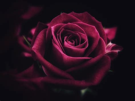 Rose Wallpaper - Burned Rose Wallpaper 42278 - Baltana _ Choose from a ...