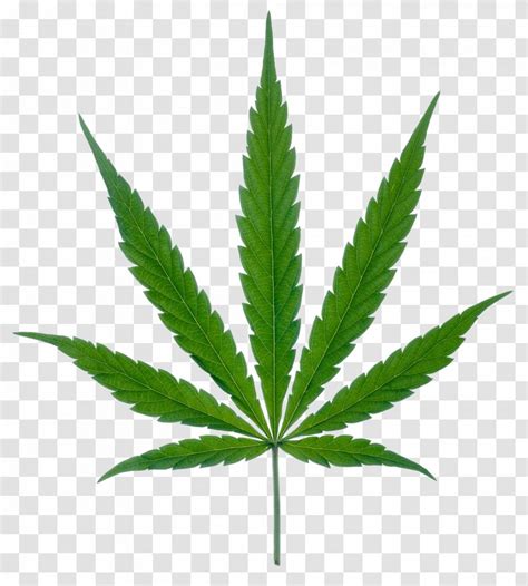 Medical Cannabis Leaf Marijuana Clip Art - Hemp Family - Green Leaves ...