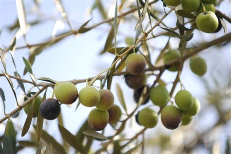 10 Varieties of Fruiting Olive Trees You Can Grow