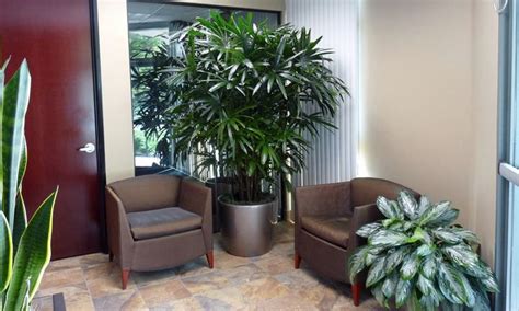 Types of Amazing Office Plants | Interior plants, Plant office design ...