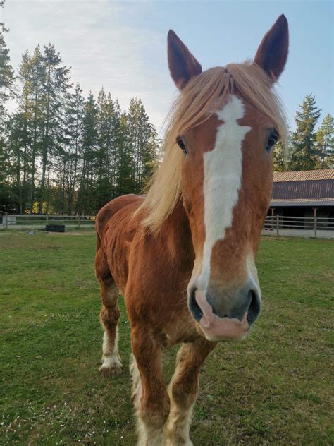 Charlie the horse needs your help - BC SPCA