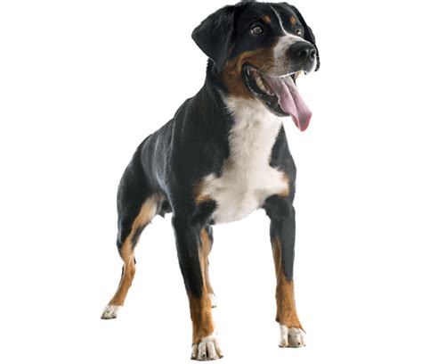 Appenzeller Sennenhund (Mountain Dog) | Dog Breed Facts and Information ...