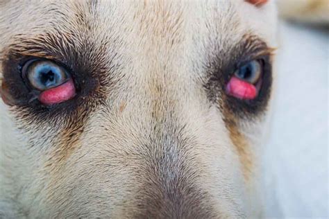 How to Treat Dog Eye Infections at Home, According to a Vet