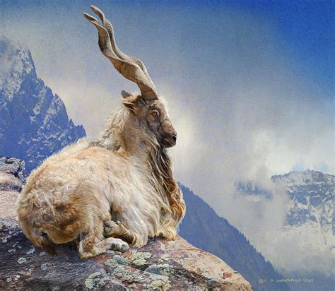 Markhor Goat Himalayas Photograph by R christopher Vest