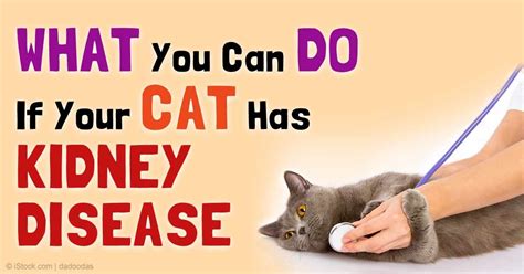 How To Treat Feline Kidney Failure - Wallpaper