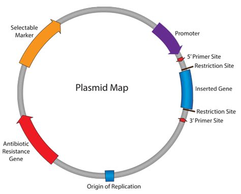 Plasmids 101: What is a plasmid?