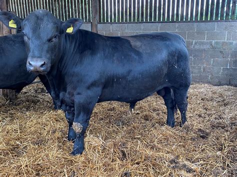 8 pedigree Aberdeen Angus bulls 16-19 months- For Sale - Aberdeen-Angus ...