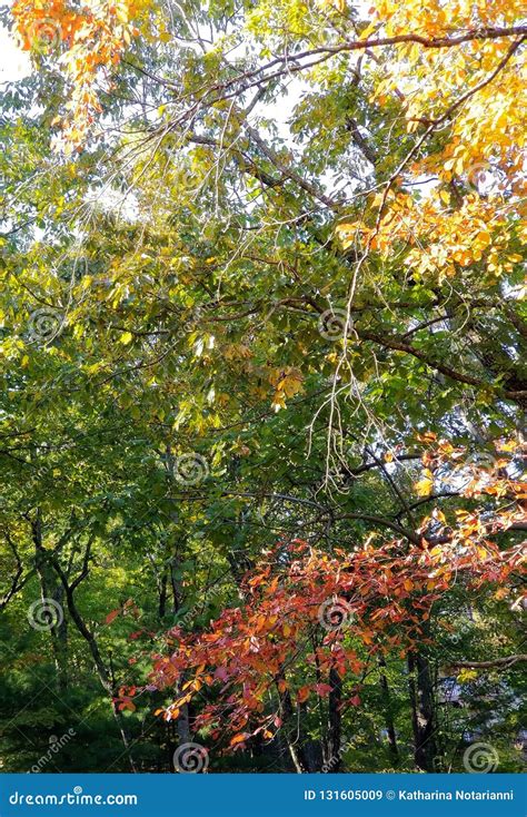 Brilliant Fall Colors - Appalachian Forest Autumn Foliage Stock Image ...