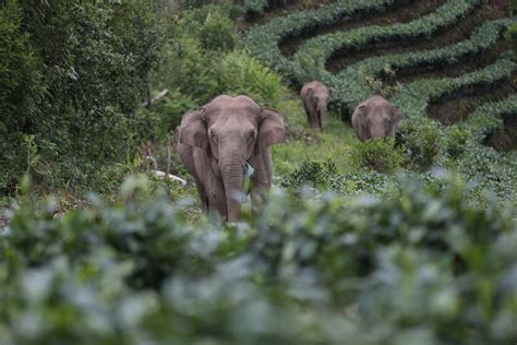 People Have Fallen In Love With This Herd Of Wild Elephants Looking For ...