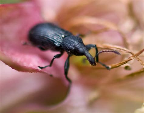 Tiny Black Weevil - Magdalis aenescens - BugGuide.Net