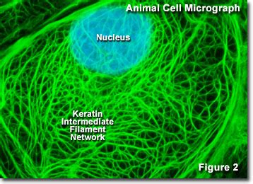 Molecular Expressions Cell Biology: Intermediate Filaments