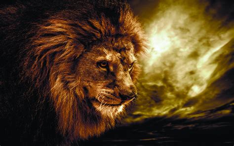 Download Animal Lion HD Wallpaper