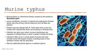 Murine Typhus presentationMurine typhus is a flea-borne illness caused ...