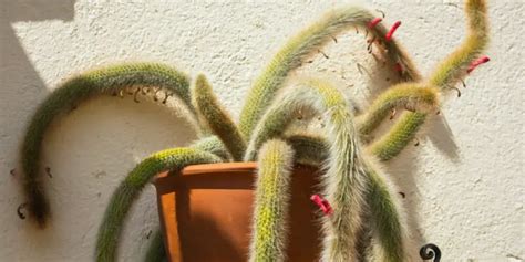 Free Monkey Tail Cactus Care & Plant Growing Guide