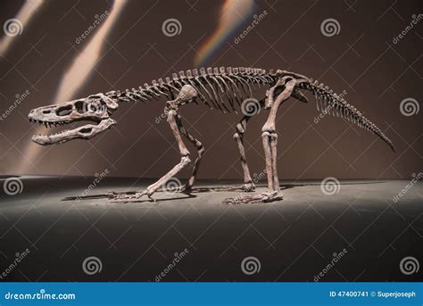 Dinosaur Fossils stock image. Image of background, fossil - 47400741