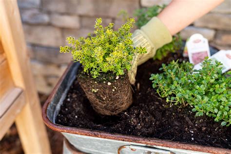 How to Grow Thyme