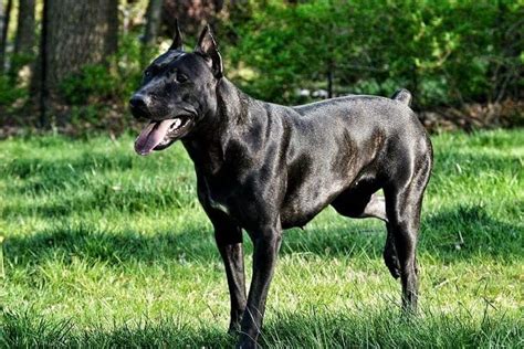 Canis Panther Price: How Much Does it Cost to Own This Breed