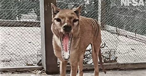 Missing Remains of Last Tasmanian Tiger Finally Found, Hidden in Plain ...