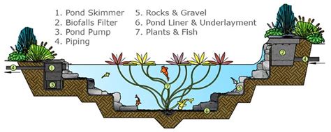 Pond-Ecosystem-Diagram – Atlantic Ponds