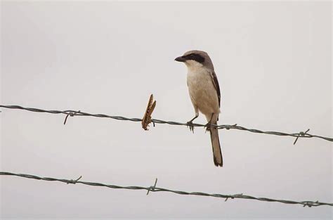 Why the Loggerhead Shrike is Also Known as The Butcher Bird | Bird ...