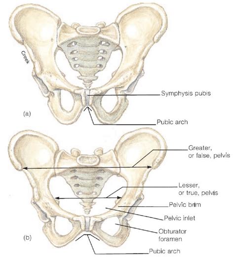 Pelvic Floor In Male And Female | Viewfloor.co