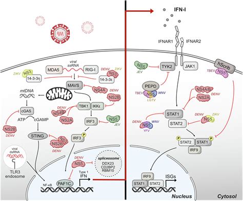 Frontiers | Let’s Get Physical: Flavivirus-Host Protein–Protein ...