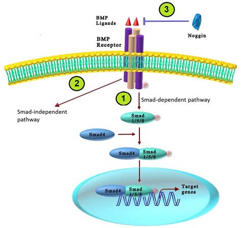 Bmp4 Signaling Pathway