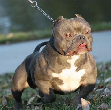 a brown and white pitbull on a leash in the grass next to water