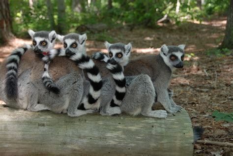 Ring-tailed Lemur - Duke Lemur Center