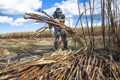 How Do You Harvest Sugarcane – Tips For Harvesting Sugarcane Plants