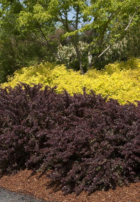 Crimson Pygmy Dwarf Japanese Barberry, Monrovia Plant