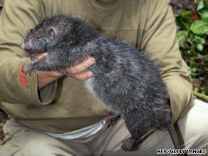 【生物】巨大なネズミの仲間の新種を発見 パプアニューギニア - 2NN 2ちゃんねるニュース速報＋ナビ