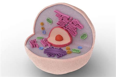 3d Animal Cell Models With Labels