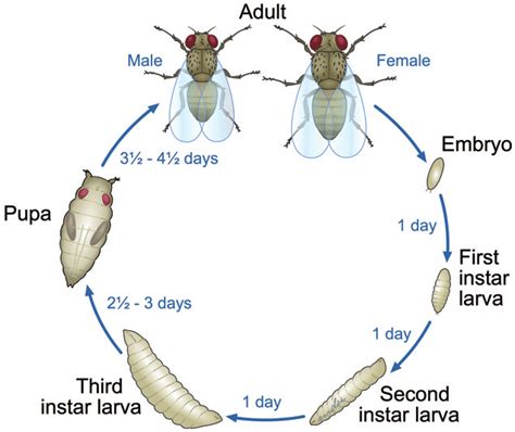 Life Cycle Of Fruit Fly Drosophila Melanogaster Sequence Of Stages Of ...