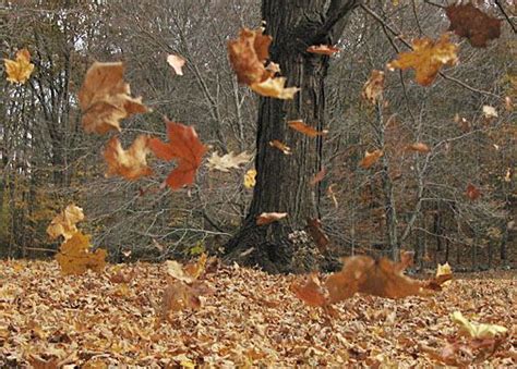 Blustery Fall Day | Wind, Autumn leaves, Blowin' in the wind