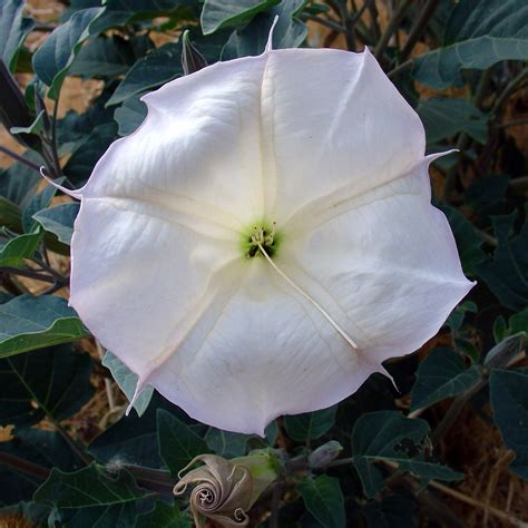 Datura wrightii - Wikipedia