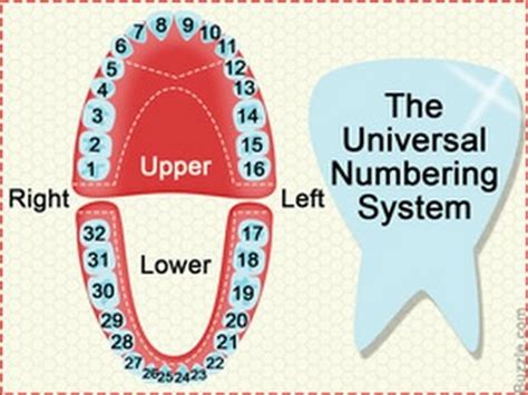 Teeth Numbers Quadrants